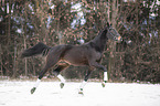 trotting Polish Warmblood