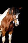 Polish Warmblood Portrait