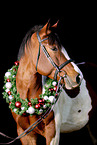 Polish Warmblood Portrait