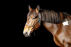 Polish Warmblood Portrait