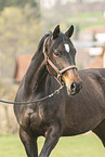 brown Polish Warmblood