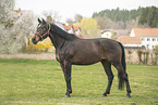 brown Polish Warmblood