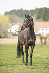 brown Polish Warmblood
