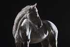 Polish Warmblood