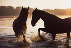 Polish Warmblood geldings