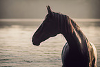 Polish Warmblood gelding