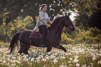 Polish Warmblood gelding