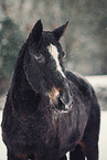 Polish Warmblood gelding