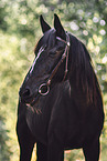 Polish Warmblood gelding