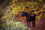 Polish Warmblood