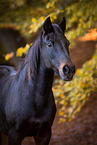 Polish Warmblood