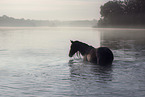 Polish Warmblood