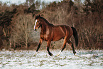 Polish Warmblood