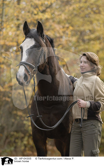 Argentinisches Polopferd / brown horse / AP-04305