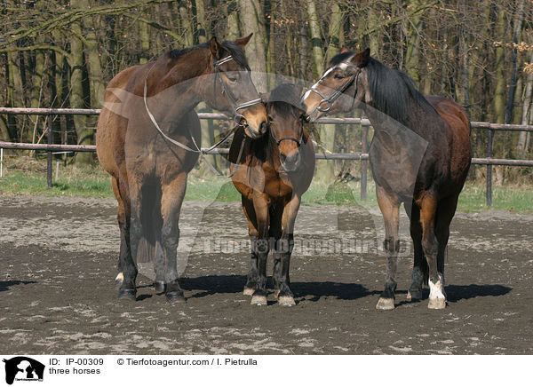 three horses / IP-00309