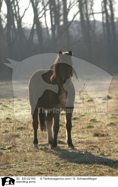 standing pony / SS-02160