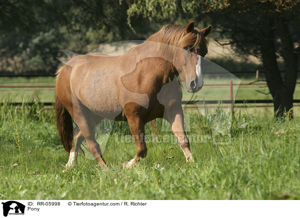 Pony / RR-05998