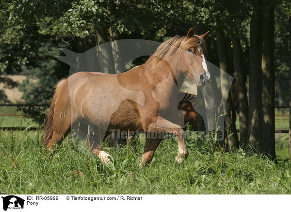 Pony / RR-05999