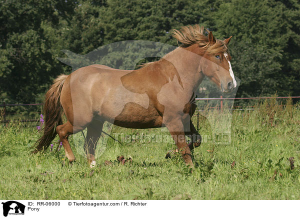 Pony / RR-06000