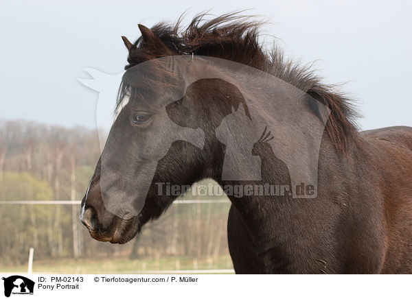Pony Portrait / Pony Portrait / PM-02143