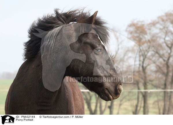 Pony Portrait / Pony Portrait / PM-02144