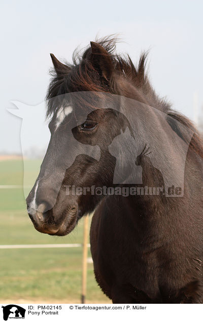Pony Portrait / Pony Portrait / PM-02145