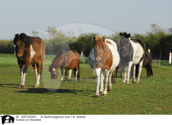 horses on meadow / SST-02281