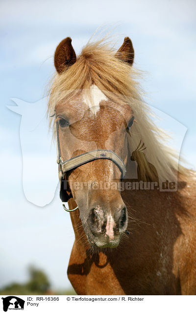 Pony / RR-16366