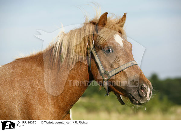Pony / RR-16370