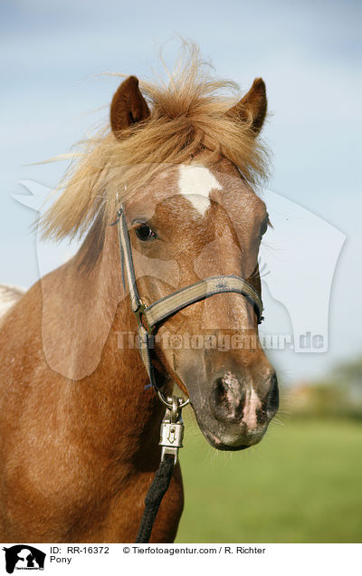 Pony / RR-16372