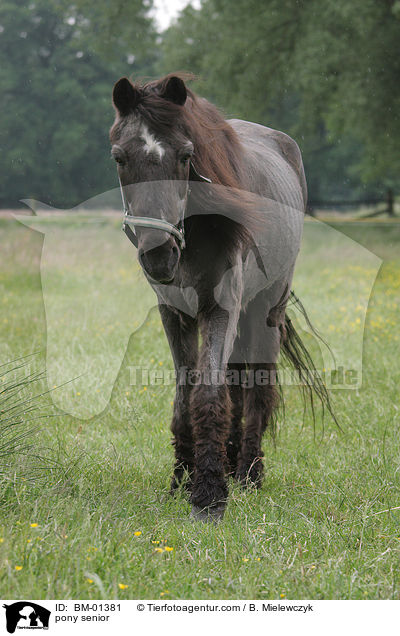 pony senior / BM-01381