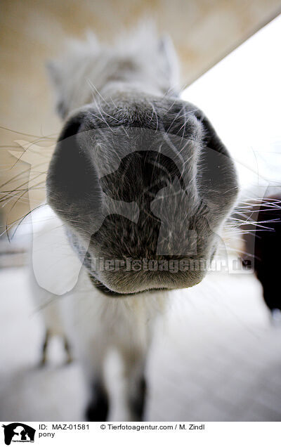 Pony / pony / MAZ-01581