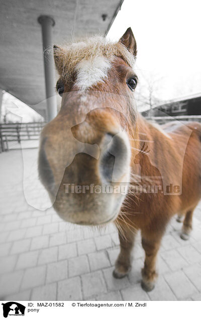 Pony / pony / MAZ-01582
