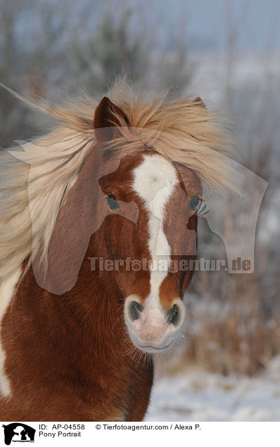 Pony Portrait / AP-04558