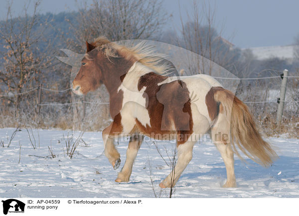 running pony / AP-04559