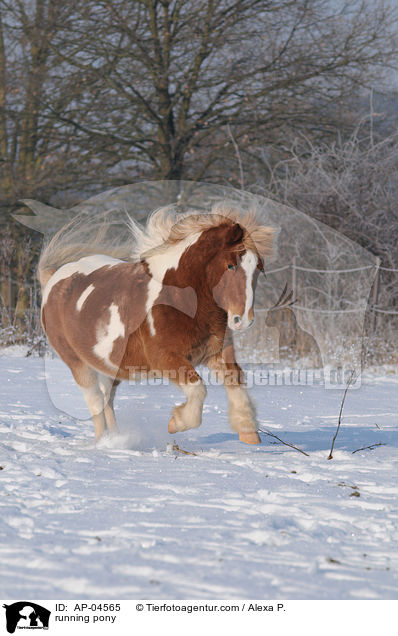 rennendes Pony / running pony / AP-04565