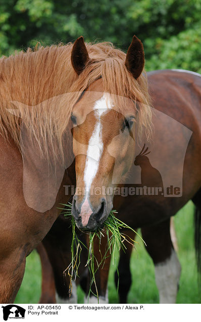 Pony Portrait / Pony Portrait / AP-05450