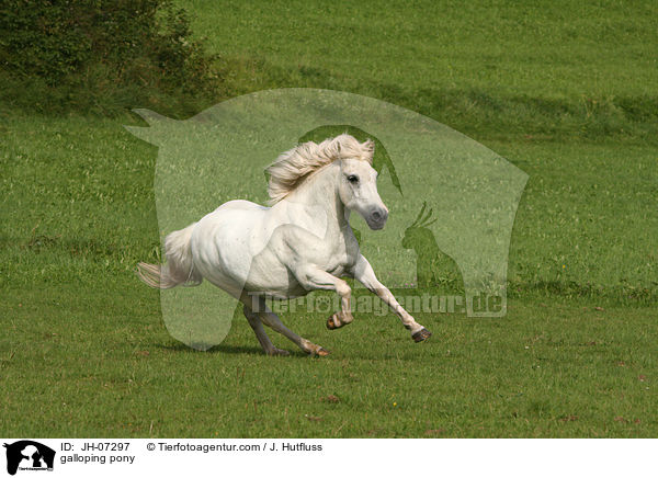 galloping pony / JH-07297