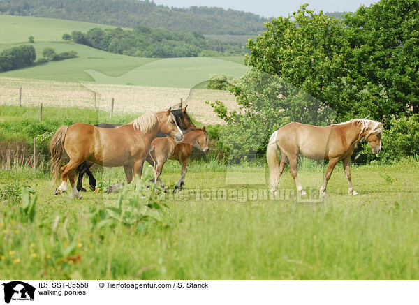 walking ponies / SST-05558