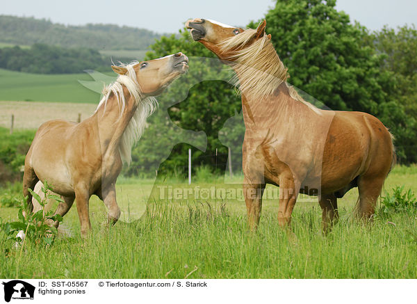 fighting ponies / SST-05567