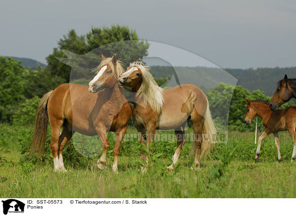 Ponies / SST-05573