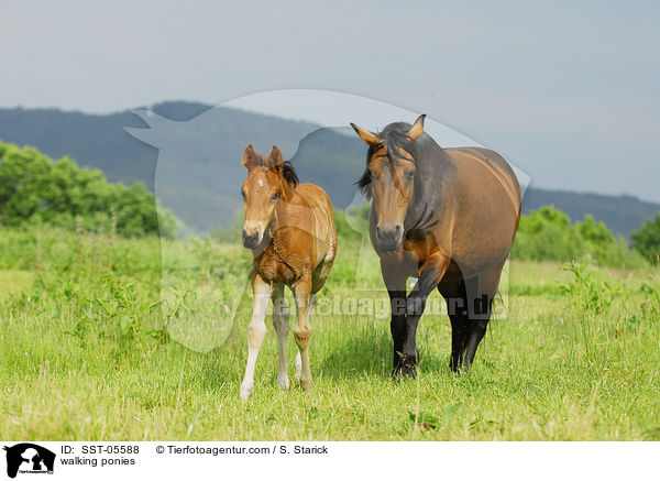 walking ponies / SST-05588