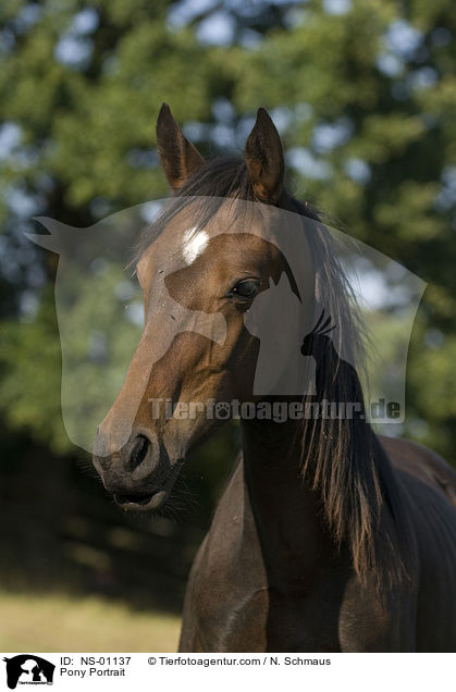 Pony Portrait / NS-01137