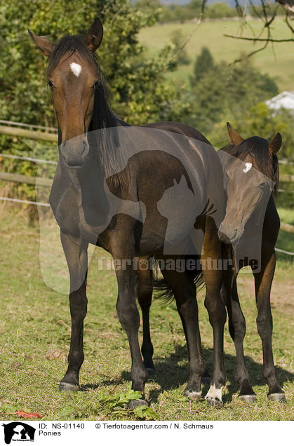 Ponies / NS-01140