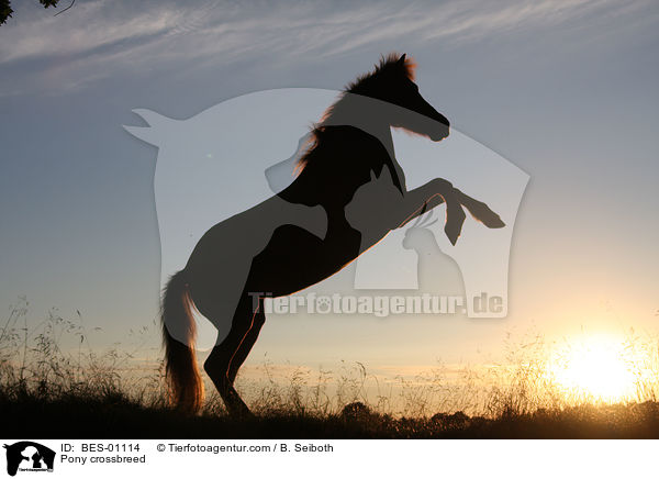 Pony crossbreed / BES-01114