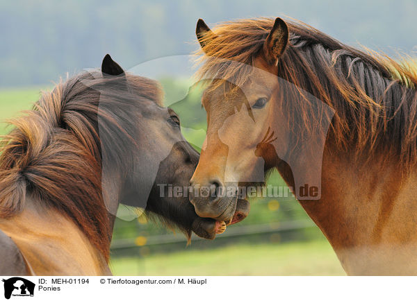 Ponies / MEH-01194