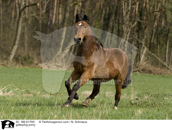 galoppierender Pony-Mix / galloping pony / NS-01765