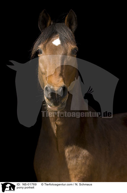 Pony-Mix Portrait / pony portrait / NS-01769