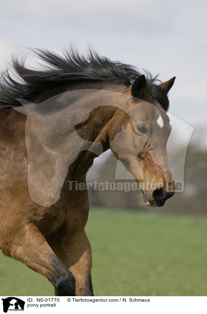 Pony-Mix Portrait / pony portrait / NS-01770