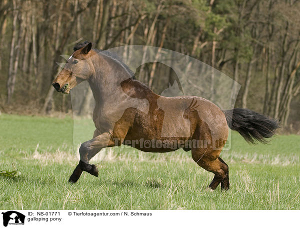 galoppierender Pony-Mix / galloping pony / NS-01771